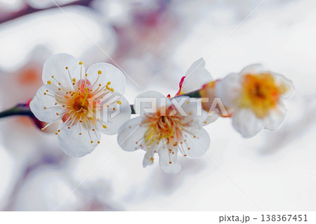 家の周りの草花 四季の色々 早春の里山に美しい小さな花が咲きました 春を告げる白い梅の花 家の周りの草花 四季の色々 早春の里山に美しい小さな花が咲きました 春を告げる白い梅の花 138367451