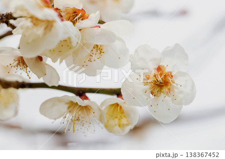 家の周りの草花 四季の色々 早春の里山に美しい小さな花が咲きました 春を告げる白い梅の花 家の周りの草花 四季の色々 早春の里山に美しい小さな花が咲きました 春を告げる白い梅の花 138367452