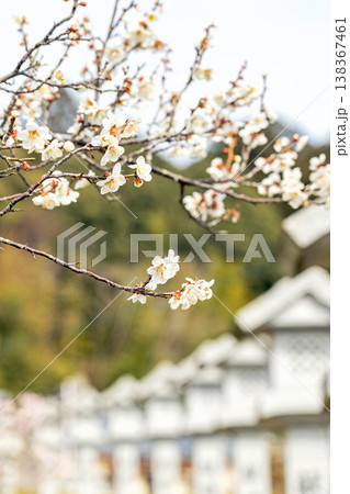 家の周りの草花　四季の色々　早春の里山に美しい小さな花が咲きました　春を告げる白い梅の花 138367461