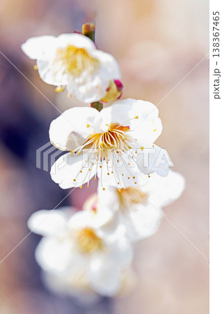 家の周りの草花　四季の色々　早春の里山に美しい小さな花が咲きました　春を告げる白い梅の花 138367465