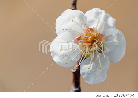 家の周りの草花　四季の色々　早春の里山に美しい小さな花が咲きました　春を告げる白い梅の花 138367474