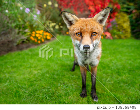 Portrait of a curious red fox standing on a green grass in urban garden Portrait of a curious red fox standing on a green grass in urban garden 138368409
