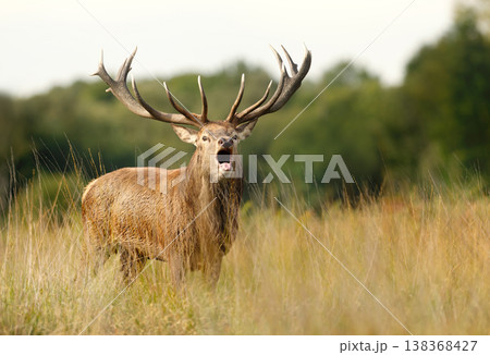 Red deer stag roaring during rutting season in autumn Red deer stag roaring during rutting season in autumn 138368427