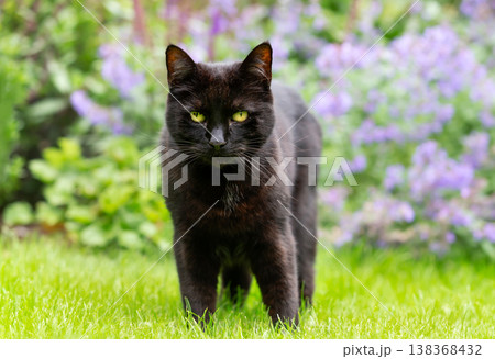 Black cat with yellow eyes standing near catnip plant in garden 138368432