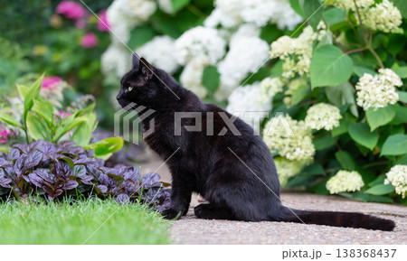 Black cat among white hydrangeas in a vibrant flower garden 138368437