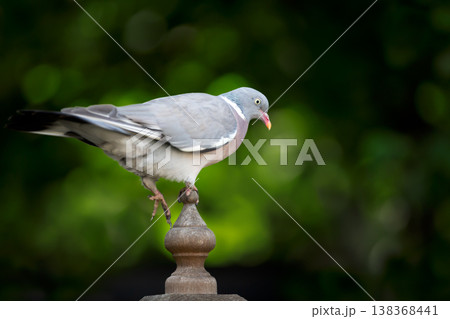 Portrait of common wood pigeon perched on wooden garden fence post Portrait of common wood pigeon perched on wooden garden fence post 138368441
