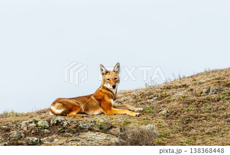 Rare endangered Ethiopian Wolf (Canis simensis) resting in highland grasslands 138368448