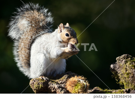 Grey squirrel eating chestnut while sitting on tree stump surrounded by spiky chestnut burrs Grey squirrel eating chestnut while sitting on tree stump surrounded by spiky chestnut burrs 138368456