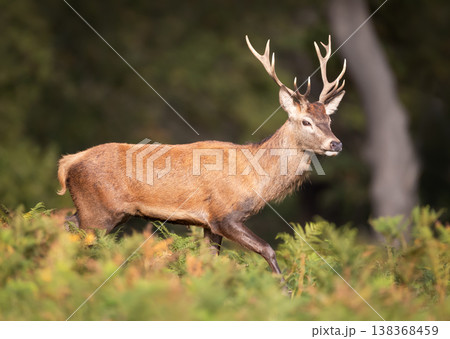 Red deer stag walking in meadow ferns Red deer stag walking in meadow ferns 138368459