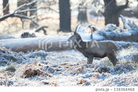 Red deer stag standing in frosty winter meadow 138368468