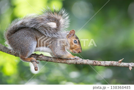 Portrait of a cute curious grey squirrel standing on tree branch 138368485