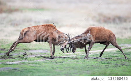 Two red deer stags fighting during rut in autumn Two red deer stags fighting during rut in autumn 138368486