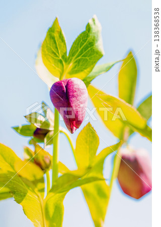 家の周りの草花 四季の色々 早春の彩どり 寒風に耐えてクリスマスローズの色鮮やかな花が咲いています 家の周りの草花 四季の色々 早春の彩どり 寒風に耐えてクリスマスローズの色鮮やかな花が咲いています 138368538