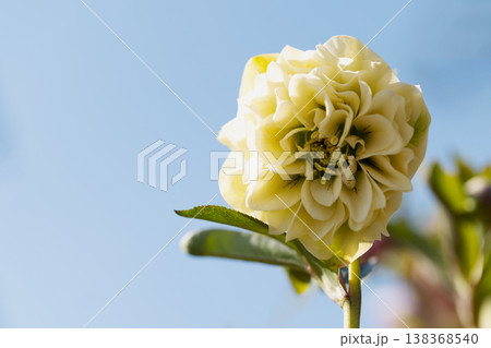 家の周りの草花 四季の色々 早春の彩どり 寒風に耐えてクリスマスローズの色鮮やかな花が咲いています 家の周りの草花 四季の色々 早春の彩どり 寒風に耐えてクリスマスローズの色鮮やかな花が咲いています 138368540