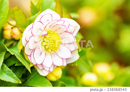 家の周りの草花 四季の色々 早春の彩どり 寒風に耐えてクリスマスローズの色鮮やかな花が咲いています 家の周りの草花 四季の色々 早春の彩どり 寒風に耐えてクリスマスローズの色鮮やかな花が咲いています 138368543