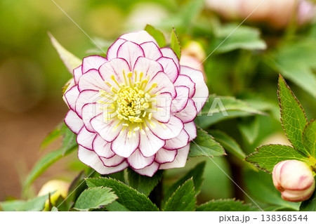 家の周りの草花 四季の色々 早春の彩どり 寒風に耐えてクリスマスローズの色鮮やかな花が咲いています 家の周りの草花 四季の色々 早春の彩どり 寒風に耐えてクリスマスローズの色鮮やかな花が咲いています 138368544