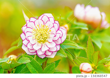 家の周りの草花 四季の色々 早春の彩どり 寒風に耐えてクリスマスローズの色鮮やかな花が咲いています 家の周りの草花 四季の色々 早春の彩どり 寒風に耐えてクリスマスローズの色鮮やかな花が咲いています 138368547