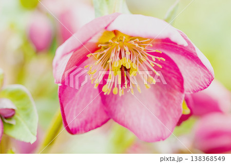 家の周りの草花 四季の色々 早春の彩どり 寒風に耐えてクリスマスローズの色鮮やかな花が咲いています 家の周りの草花 四季の色々 早春の彩どり 寒風に耐えてクリスマスローズの色鮮やかな花が咲いています 138368549