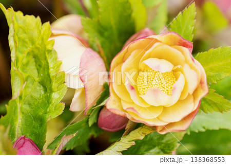 家の周りの草花 四季の色々 早春の彩どり 寒風に耐えてクリスマスローズの色鮮やかな花が咲いています 家の周りの草花 四季の色々 早春の彩どり 寒風に耐えてクリスマスローズの色鮮やかな花が咲いています 138368553