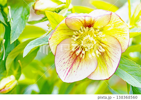 家の周りの草花　四季の色々　早春の彩どり　寒風に耐えてクリスマスローズの色鮮やかな花が咲いています 138368560
