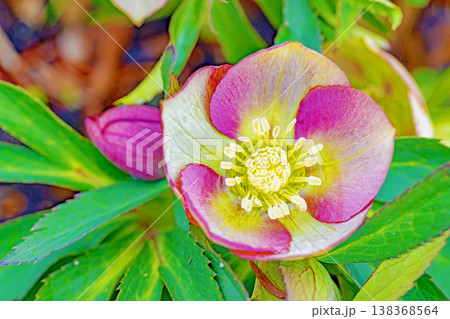 家の周りの草花 四季の色々 早春の彩どり 寒風に耐えてクリスマスローズの色鮮やかな花が咲いています 家の周りの草花 四季の色々 早春の彩どり 寒風に耐えてクリスマスローズの色鮮やかな花が咲いています 138368564