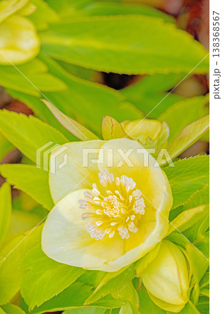 家の周りの草花　四季の色々　早春の彩どり　寒風に耐えてクリスマスローズの色鮮やかな花が咲いています 138368567