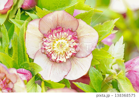 家の周りの草花 四季の色々 早春の彩どり 寒風に耐えてクリスマスローズの色鮮やかな花が咲いています 家の周りの草花 四季の色々 早春の彩どり 寒風に耐えてクリスマスローズの色鮮やかな花が咲いています 138368575