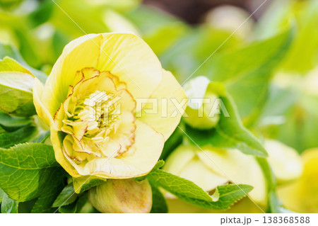 家の周りの草花 四季の色々 早春の彩どり 寒風に耐えてクリスマスローズの色鮮やかな花が咲いています 家の周りの草花 四季の色々 早春の彩どり 寒風に耐えてクリスマスローズの色鮮やかな花が咲いています 138368588