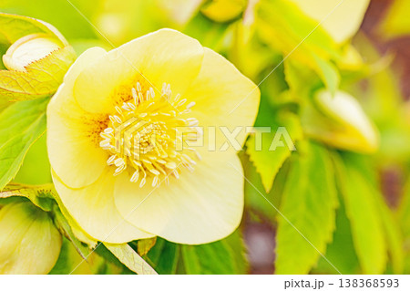 家の周りの草花　四季の色々　早春の彩どり　寒風に耐えてクリスマスローズの色鮮やかな花が咲いています 138368593