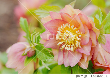 家の周りの草花　四季の色々　早春の彩どり　寒風に耐えてクリスマスローズの色鮮やかな花が咲いています 138368594
