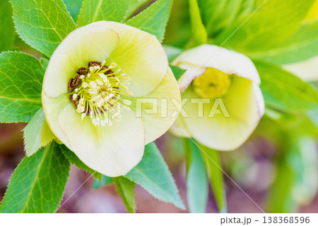 家の周りの草花 四季の色々 早春の彩どり 寒風に耐えてクリスマスローズの色鮮やかな花が咲いています 家の周りの草花 四季の色々 早春の彩どり 寒風に耐えてクリスマスローズの色鮮やかな花が咲いています 138368596