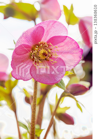 家の周りの草花 四季の色々 早春の彩どり 寒風に耐えてクリスマスローズの色鮮やかな花が咲いています 家の周りの草花 四季の色々 早春の彩どり 寒風に耐えてクリスマスローズの色鮮やかな花が咲いています 138368610