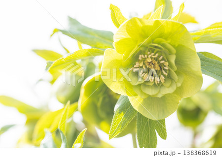 家の周りの草花 四季の色々 早春の彩どり 寒風に耐えてクリスマスローズの色鮮やかな花が咲いています 家の周りの草花 四季の色々 早春の彩どり 寒風に耐えてクリスマスローズの色鮮やかな花が咲いています 138368619