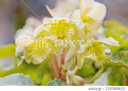 家の周りの草花 四季の色々 早春の彩どり 寒風に耐えてクリスマスローズの色鮮やかな花が咲いています 家の周りの草花 四季の色々 早春の彩どり 寒風に耐えてクリスマスローズの色鮮やかな花が咲いています 138368623