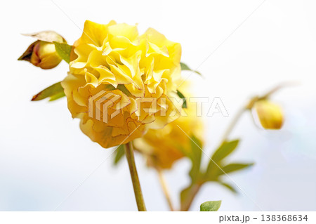 家の周りの草花 四季の色々 早春の彩どり 寒風に耐えてクリスマスローズの色鮮やかな花が咲いています 家の周りの草花 四季の色々 早春の彩どり 寒風に耐えてクリスマスローズの色鮮やかな花が咲いています 138368634