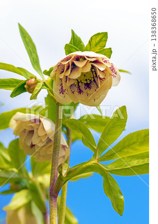 家の周りの草花 四季の色々 早春の彩どり 寒風に耐えてクリスマスローズの色鮮やかな花が咲いています 家の周りの草花 四季の色々 早春の彩どり 寒風に耐えてクリスマスローズの色鮮やかな花が咲いています 138368650