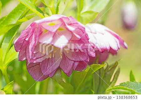 家の周りの草花　四季の色々　早春の彩どり　寒風に耐えてクリスマスローズの色鮮やかな花が咲いています 138368653