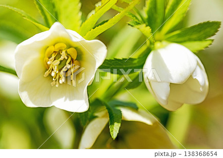 家の周りの草花　四季の色々　早春の彩どり　寒風に耐えてクリスマスローズの色鮮やかな花が咲いています 138368654