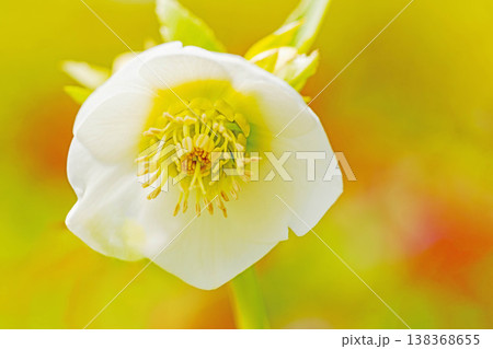 家の周りの草花 四季の色々 早春の彩どり 寒風に耐えてクリスマスローズの色鮮やかな花が咲いています 家の周りの草花 四季の色々 早春の彩どり 寒風に耐えてクリスマスローズの色鮮やかな花が咲いています 138368655