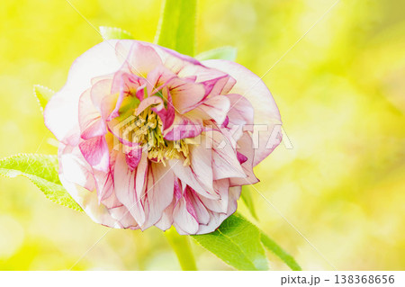 家の周りの草花 四季の色々 早春の彩どり 寒風に耐えてクリスマスローズの色鮮やかな花が咲いています 家の周りの草花 四季の色々 早春の彩どり 寒風に耐えてクリスマスローズの色鮮やかな花が咲いています 138368656