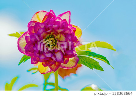 家の周りの草花 四季の色々 早春の彩どり 寒風に耐えてクリスマスローズの色鮮やかな花が咲いています 家の周りの草花 四季の色々 早春の彩どり 寒風に耐えてクリスマスローズの色鮮やかな花が咲いています 138368664