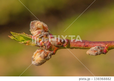 Spring branch with buds on a blurred background. Springtime. 138368882