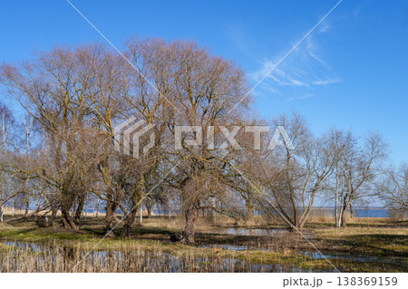 Early spring Latvian landscape with bare trees wetland reflections and clear blue sky scenery Early spring Latvian landscape with bare trees wetland reflections and clear blue sky scenery 138369159