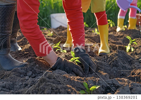 A woman plants plant seedlings in the soil with her children in the garden. The girls are watering the Vegetable garden A woman plants plant seedlings in the soil with her children in the garden. The girls are watering the Vegetable garden 138369201