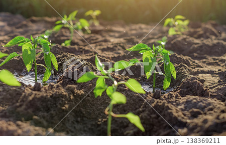 Freshly planted seedlings of pepper plants with green stems and foliage at sunset. Freshly planted seedlings of pepper plants with green stems and foliage at sunset. 138369211