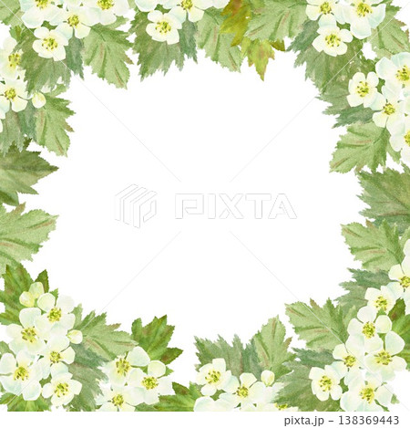A square frame with white barberry flowers and leaves, hand-drawn watercolor illustration on an isolated background. Simple spring clip art with space for text, decoration, and design. 138369443