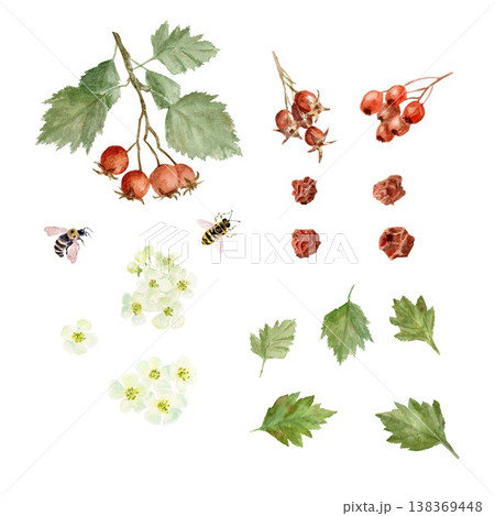 A set of white flowers, red berries, barberry leaves, and bees. Hand-drawn watercolor illustration on an isolated background. A collection of elements for creating botanical compositions and designs. A set of white flowers, red berries, barberry leaves, and bees. Hand-drawn watercolor illustration on an isolated background. A collection of elements for creating botanical compositions and designs. 138369448