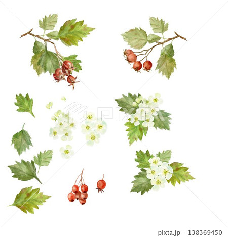 A set of white flowers, red berries, barberry and leaves. Hand-drawn watercolor illustration on an isolated background. A collection of elements for creating botanical compositions and designs. A set of white flowers, red berries, barberry and leaves. Hand-drawn watercolor illustration on an isolated background. A collection of elements for creating botanical compositions and designs. 138369450