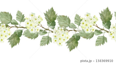Seamless horizontal border of white barberry branches and leaves. Hand-drawn watercolor illustration on an isolated background. Botanical clip art for textiles, wrapping paper, and design. 138369910