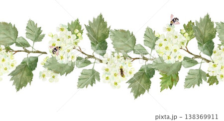 Seamless horizontal border of branches with white barberry flowers and leaves and bees. Hand-drawn watercolor illustration on an isolated background. Botanical clip art for textiles, wrapping paper. 138369911